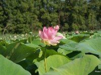 Flora 2